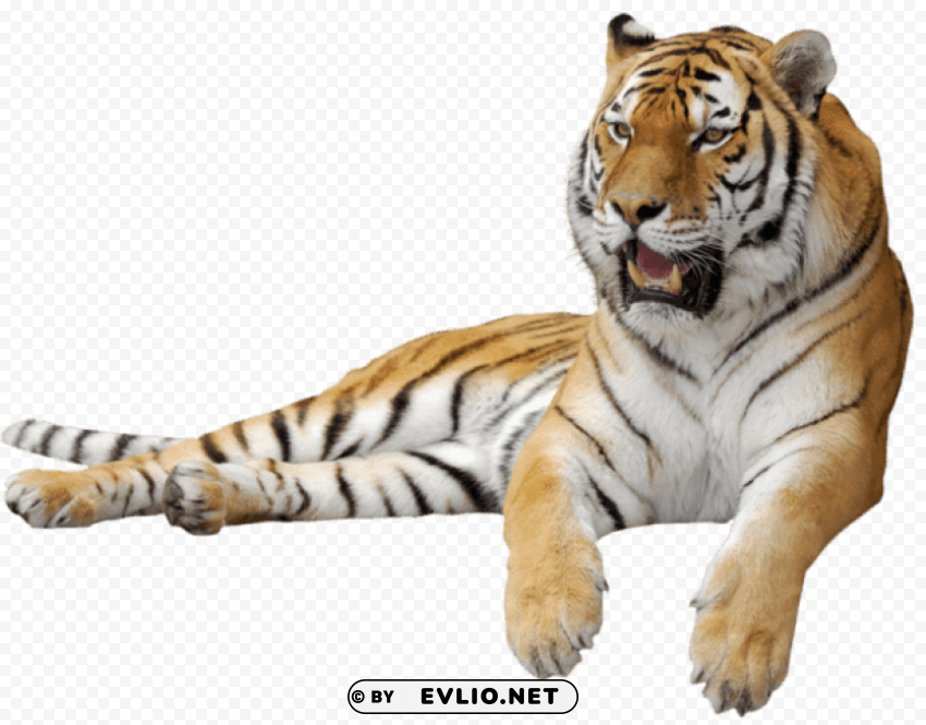 tiger sitting sideview PNG pics with alpha channel