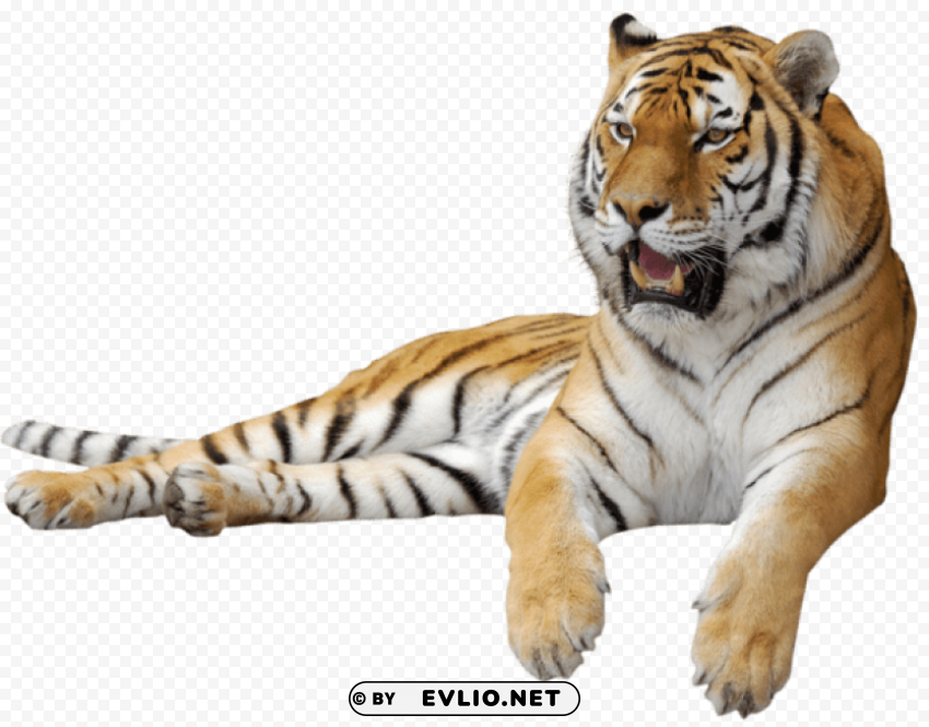 tigerpicture PNG design elements