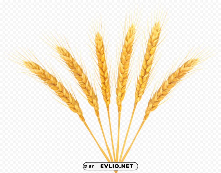 Wheat PNG Graphic Isolated on Clear Background Detail