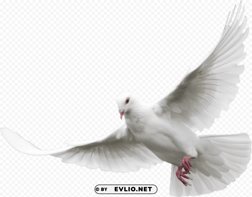 white dove Clear Background PNG Isolated Illustration