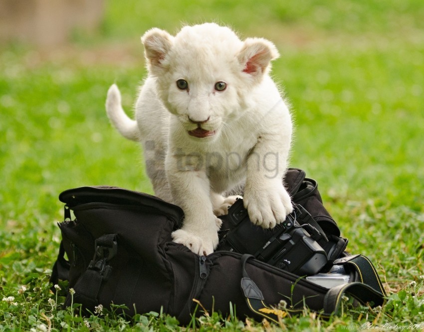 bag kitten lion cub wallpaper Isolated Item on Clear Background PNG