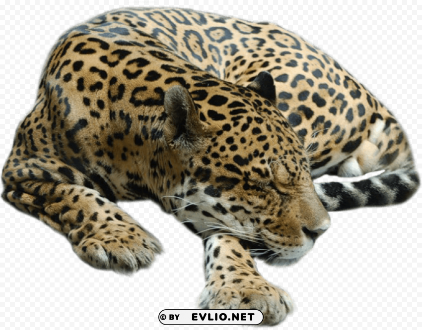 Cheetah PNG for personal use png images background - Image ID 426afad2