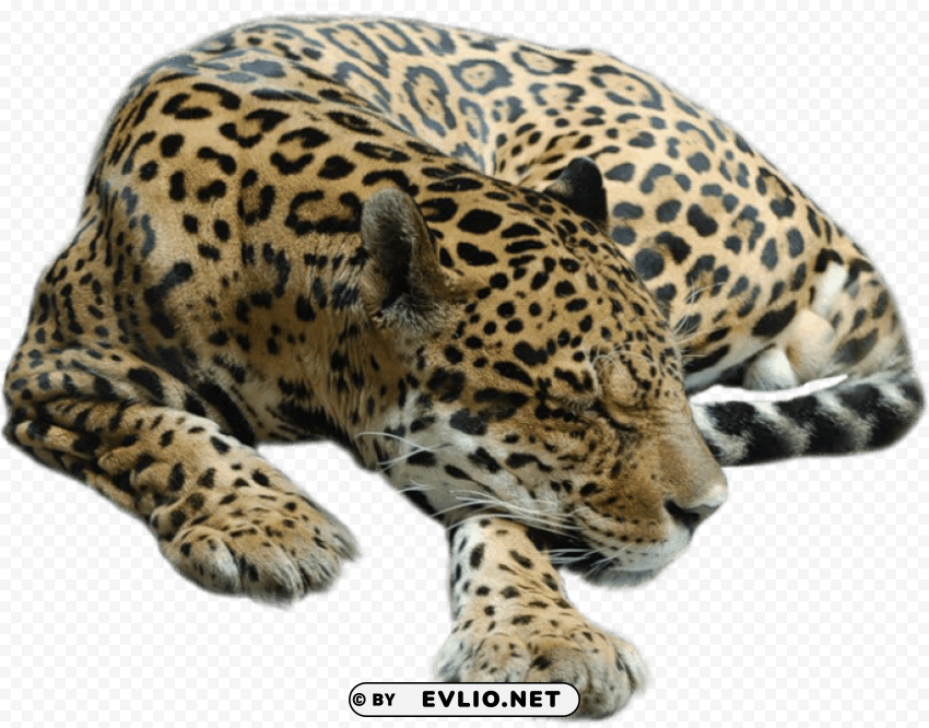 cheetah sleeping PNG without background