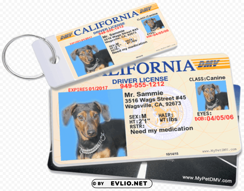 dog id Isolated Character in Transparent PNG PNG transparent with Clear Background ID 1ccb372c