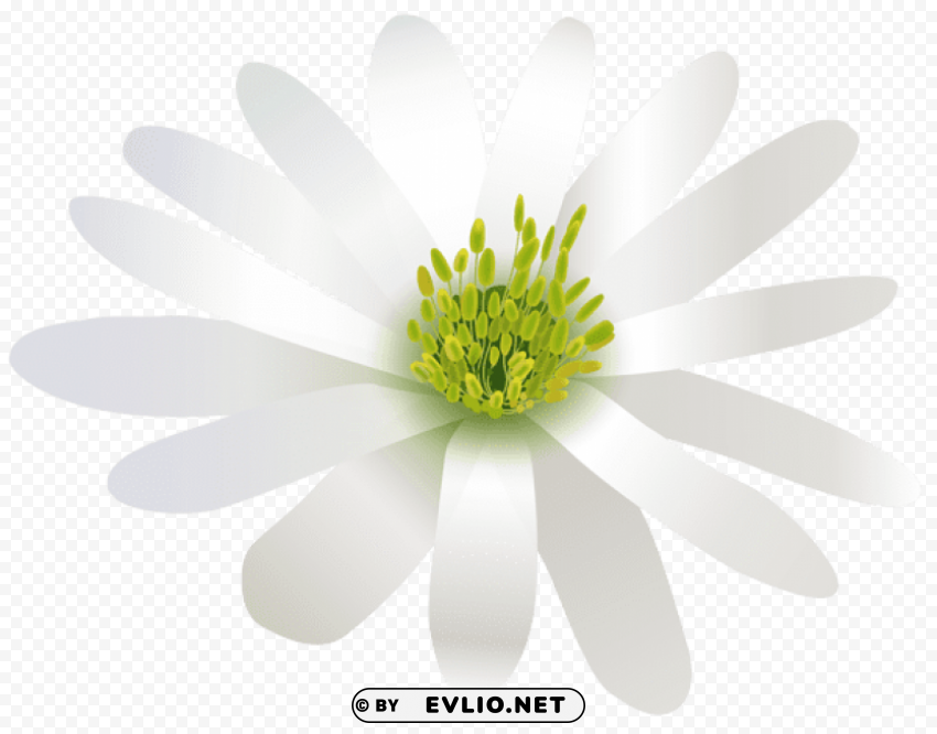 flower white transparent Clear background PNG elements