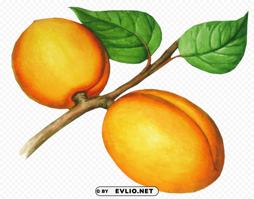 peach Images in PNG format with transparency