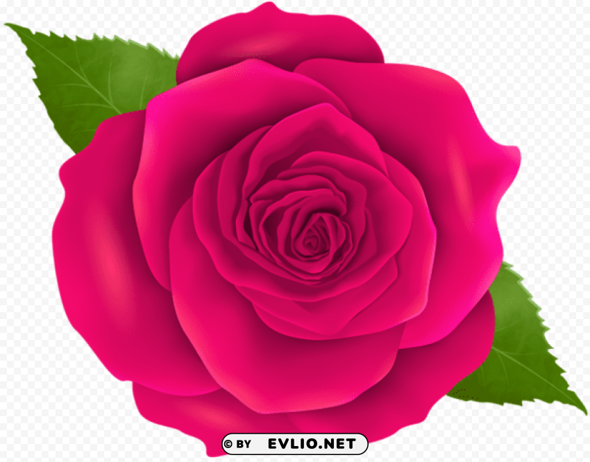 pink rose PNG Image with Isolated Icon