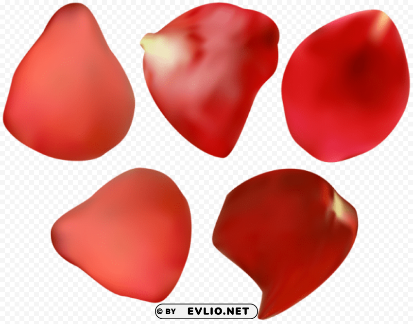 red rose petal Clear Background Isolated PNG Graphic