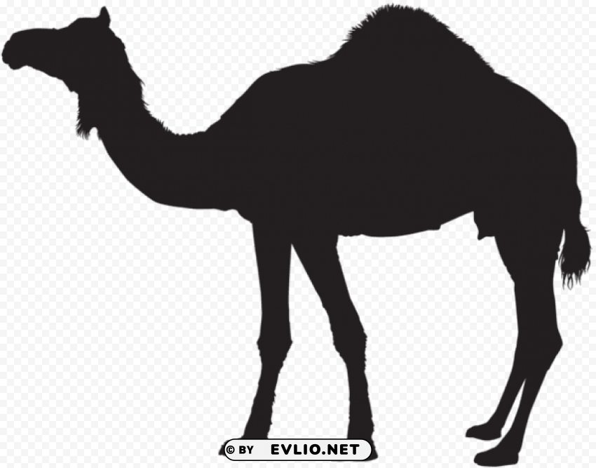 camel silhouette PNG images with clear cutout