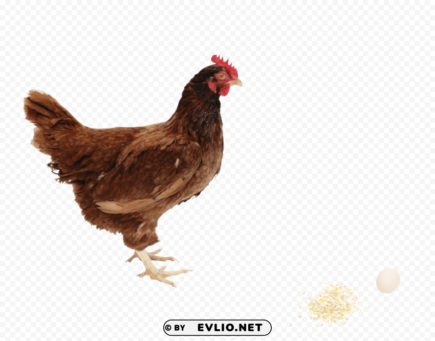 Chicken PNG Graphic Isolated On Transparent Background