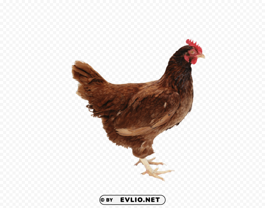 chicken standing PNG Image Isolated with Clear Background