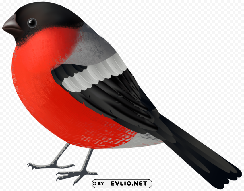 red black bird Isolated Graphic on HighQuality Transparent PNG