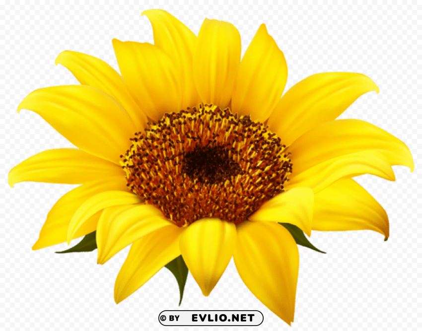sunflower Transparent PNG images database