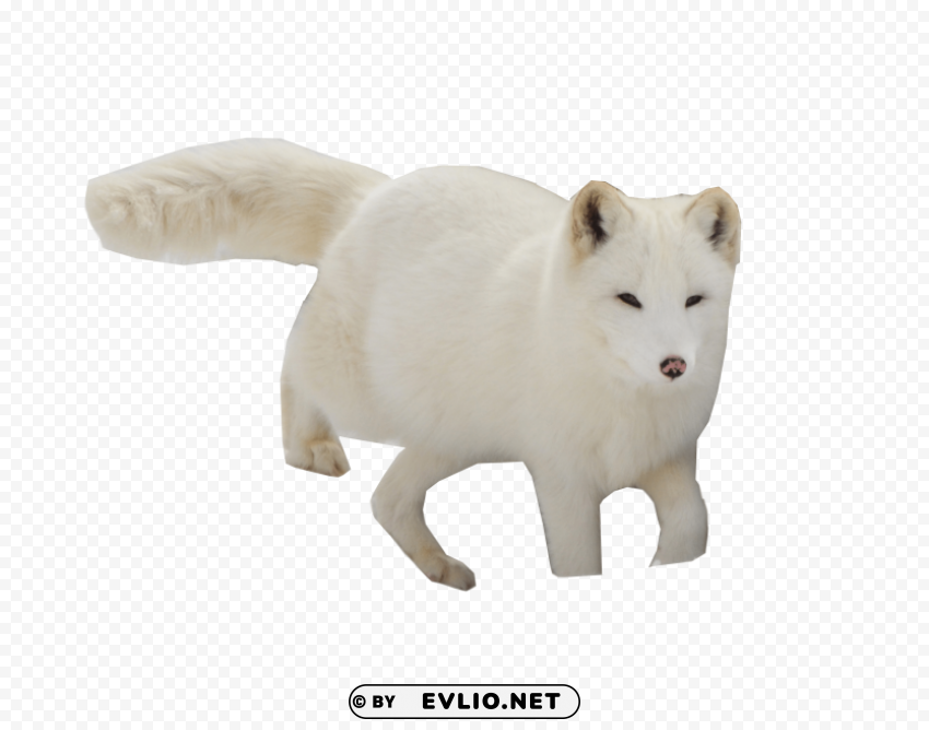 arctic snow fox Isolated Object on Clear Background PNG