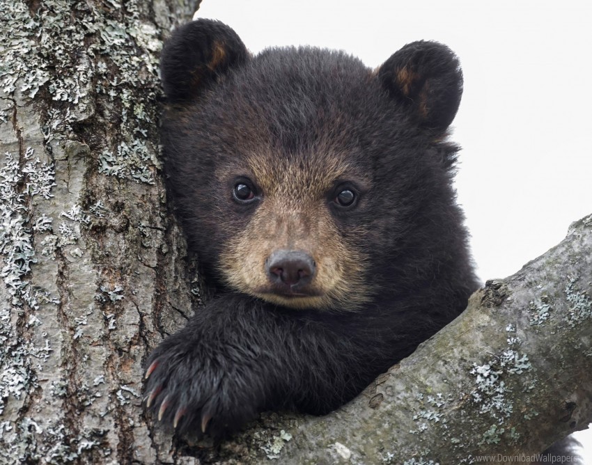 Bear Cub Eyes Muzzle Wallpaper PNG Image With Isolated Artwork