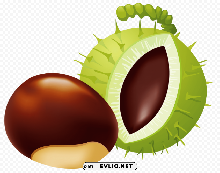 chestnut PNG pics with alpha channel