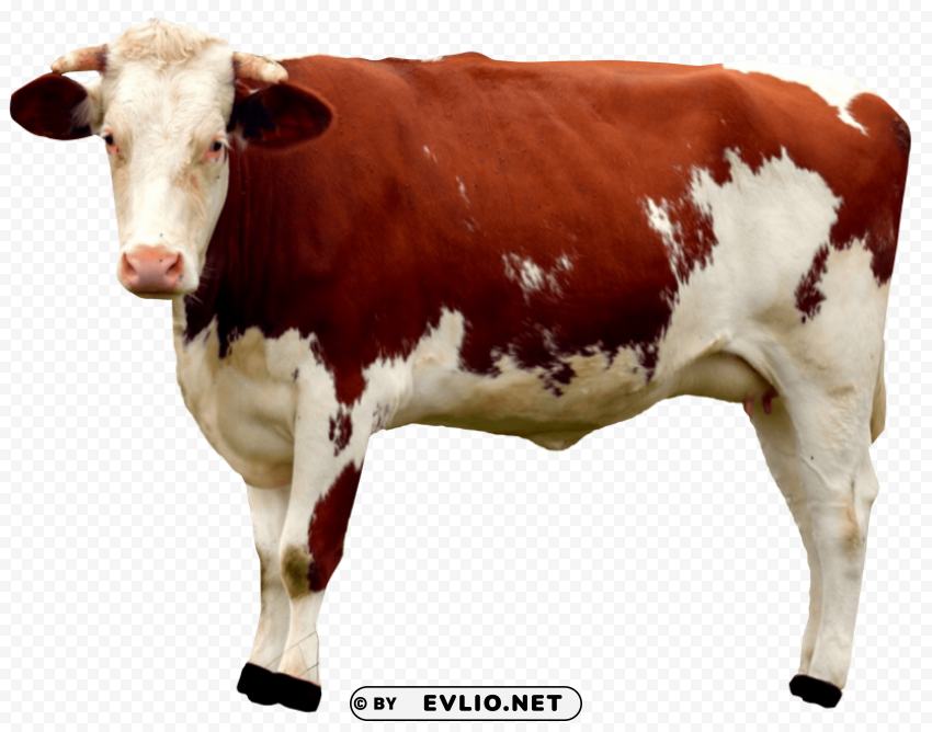 Cow PNG With Transparent Backdrop