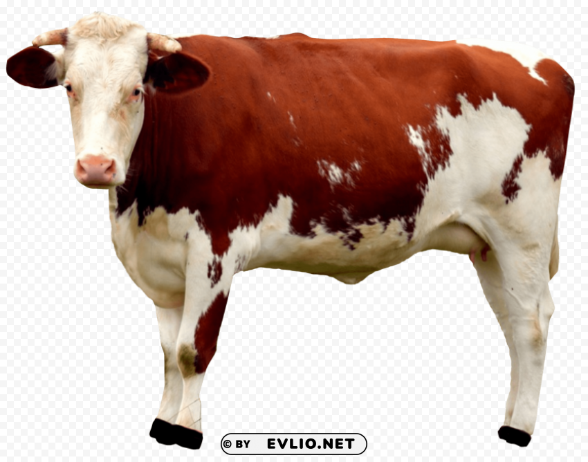cow Transparent background PNG images complete pack