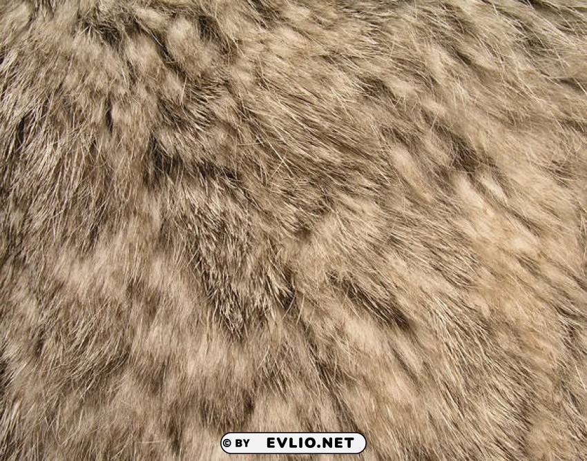 fur Clear Background PNG Isolation