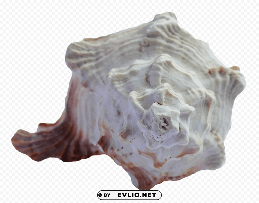 sea ocean shell PNG Object Isolated with Transparency