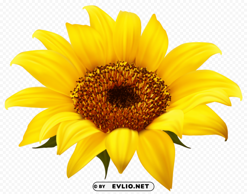 sunflower PNG images with cutout
