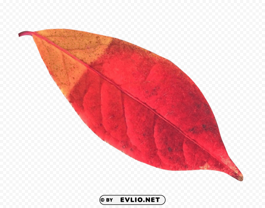 autumn leaf Isolated Graphic in Transparent PNG Format