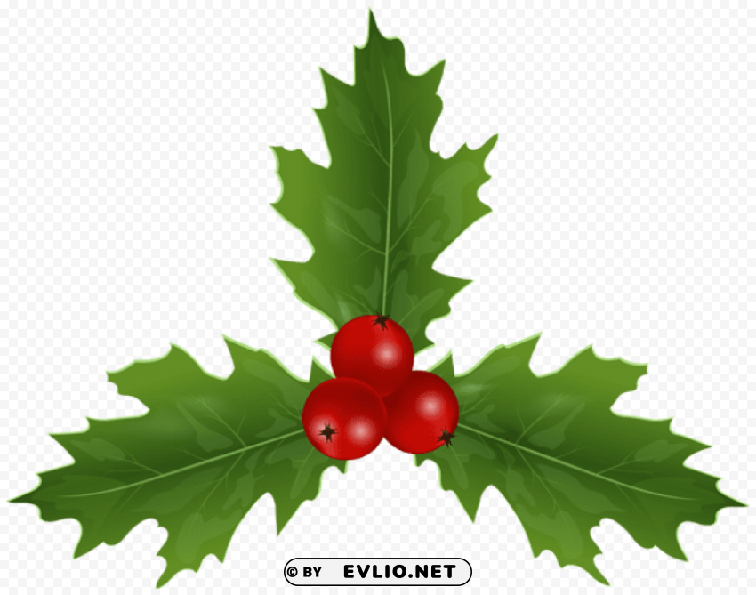christmas holly mistletoe Transparent PNG images database