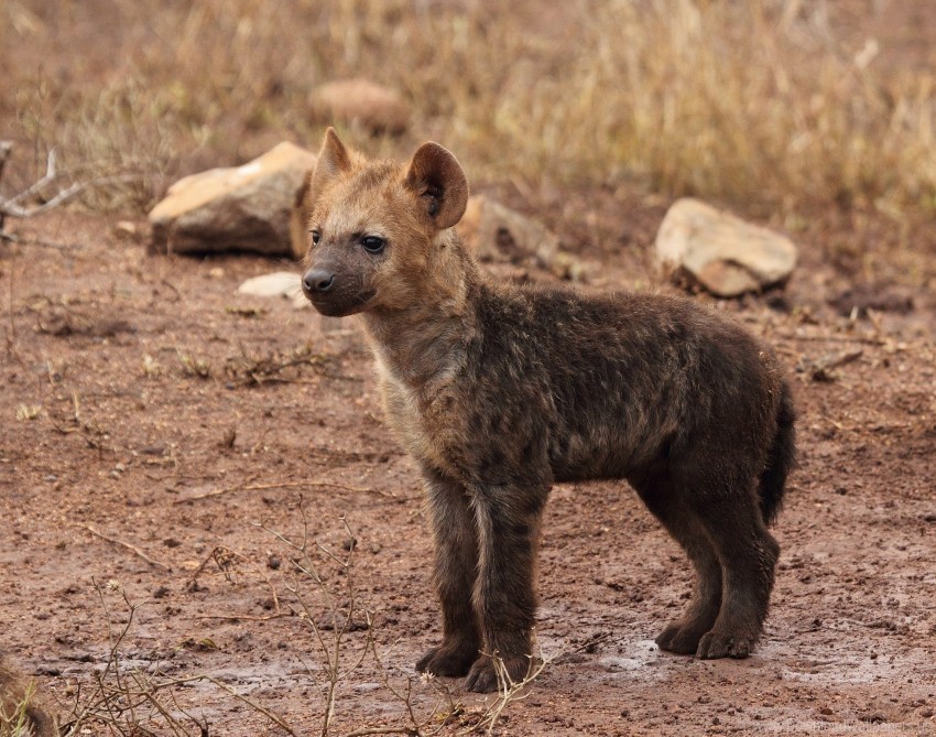 Cub Hyena Predator Wallpaper PNG Images No Background