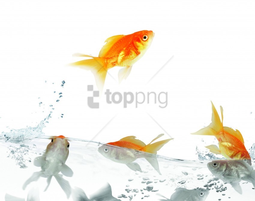 fish traffic water white wallpaper Transparent Background Isolation in PNG Image