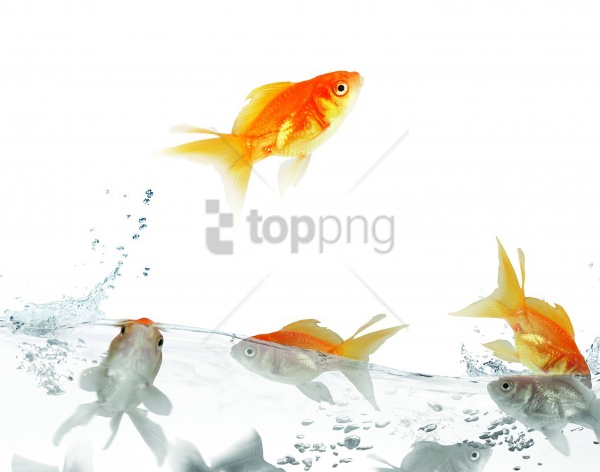 Fish Traffic Water White Wallpaper Transparent Background Isolation In PNG Image