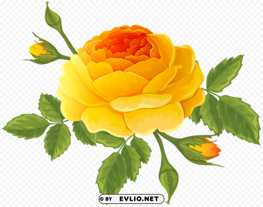 orange rose with buds PNG Image Isolated with High Clarity