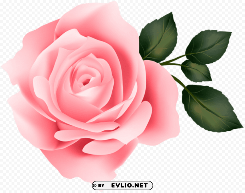 pink rose PNG Image Isolated with Transparency