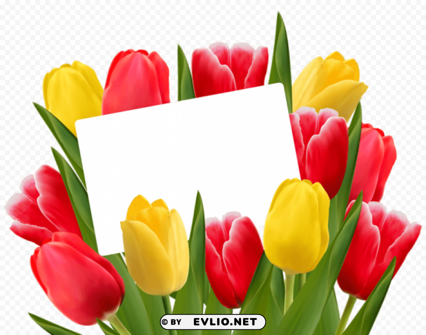  red and yellow tulips decorationpicture Transparent PNG Illustration with Isolation