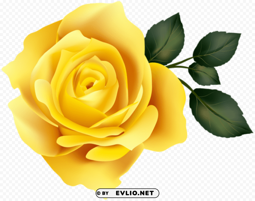 yellow rose PNG Image with Clear Isolated Object