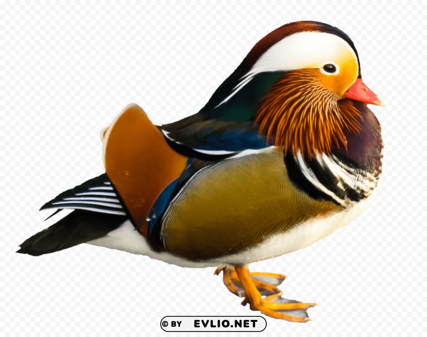 bird mandarin duck Transparent Background PNG Isolated Graphic