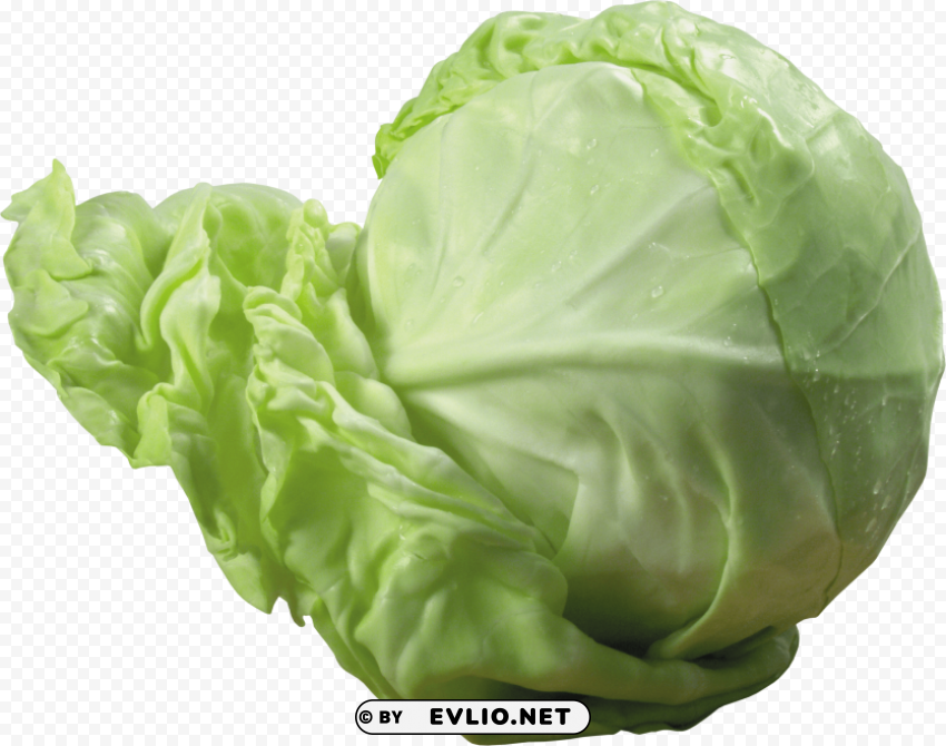 cabbage ClearCut Background Isolated PNG Art