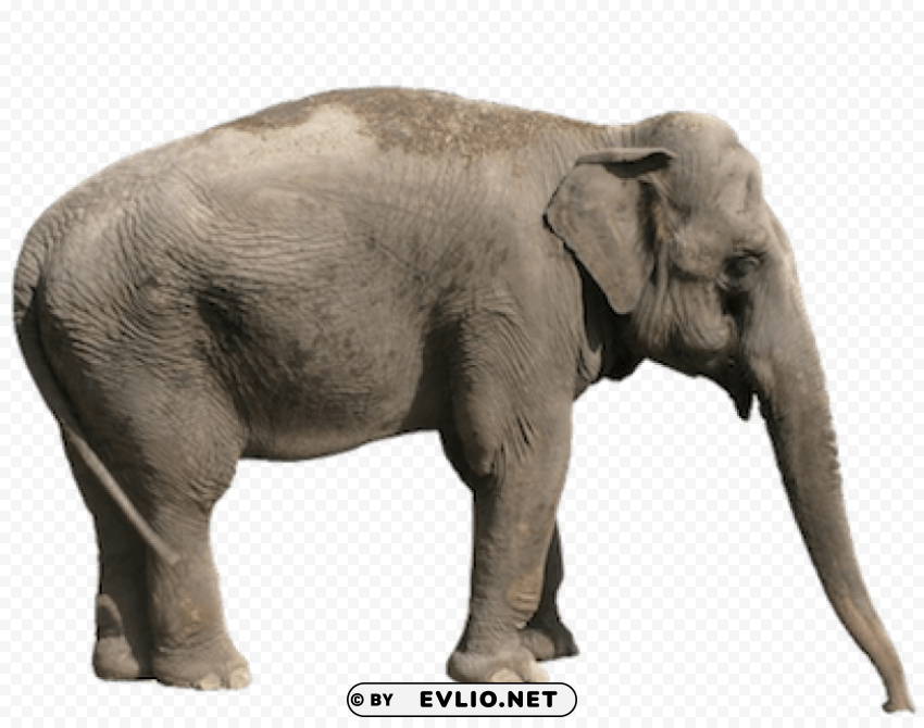 elephant PNG transparency images png images background - Image ID 001c2fe7