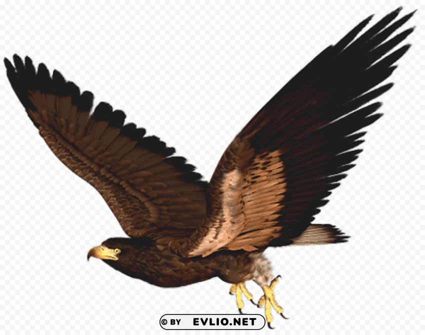 hawkpicture Isolated Artwork in HighResolution Transparent PNG