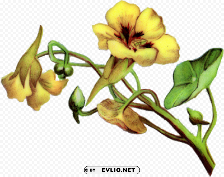 yellow bell flower PNG for presentations