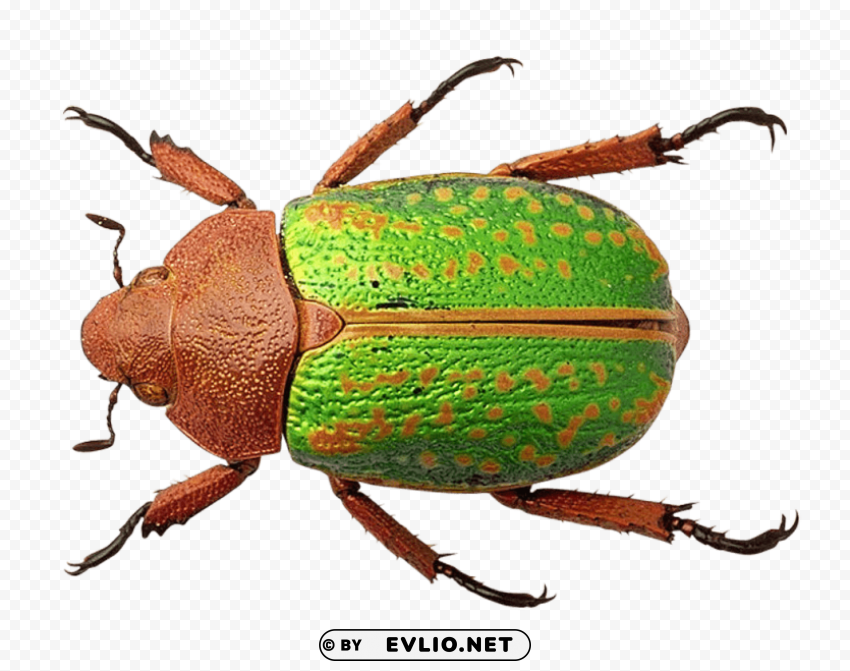 bug PNG Graphic Isolated with Clear Background