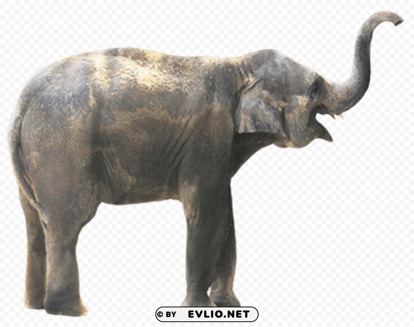 Elephant PNG Photo