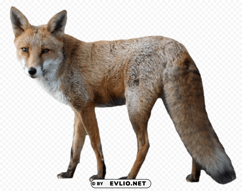 Fox High-resolution Transparent PNG Images