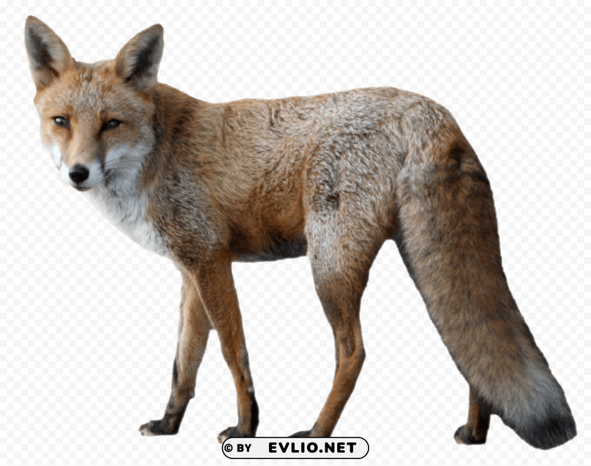 fox Isolated Character in Transparent PNG Format