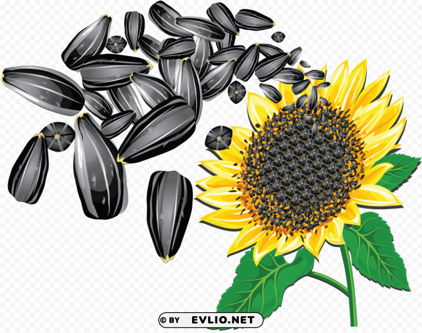 sunflower seeds Clean Background Isolated PNG Illustration