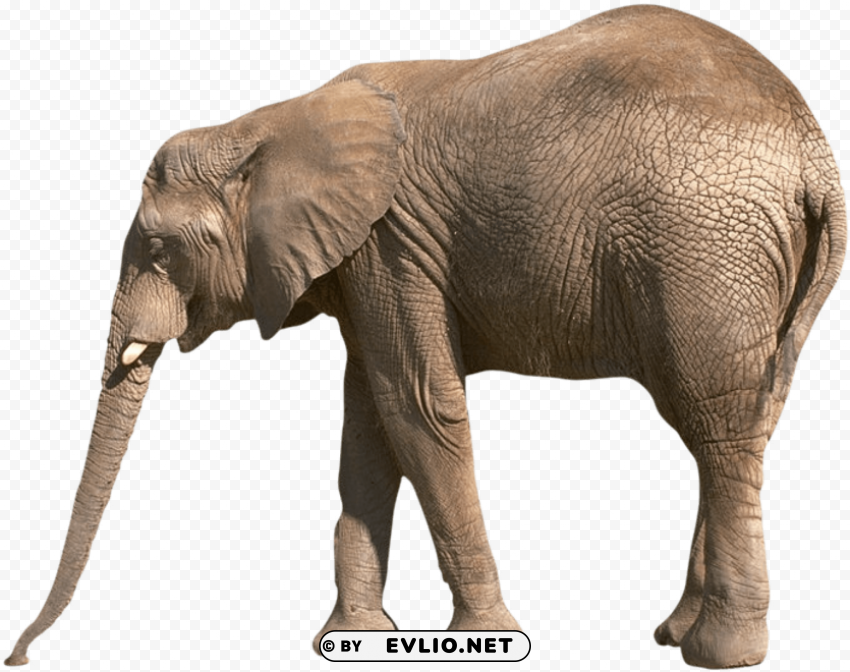elephant PNG transparent backgrounds png images background - Image ID b13a4ef4