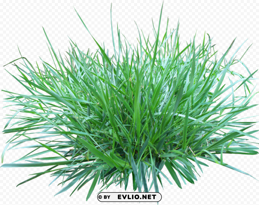 grass PNG images with no background free download