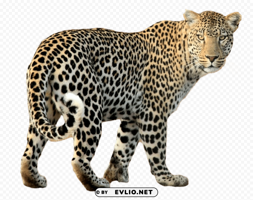 Leopard PNG with transparent overlay png images background - Image ID 05c983c6