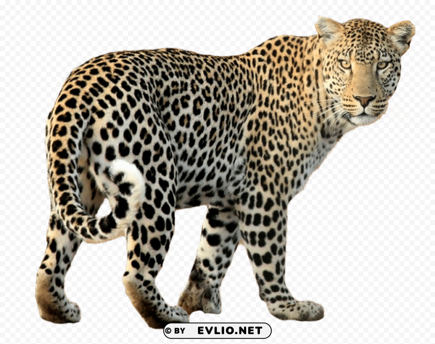 leopard High-resolution transparent PNG images variety