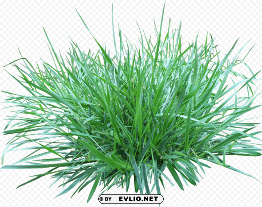 patch of grass PNG high resolution free