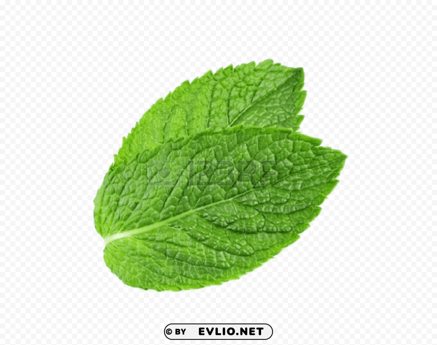 PNG image of pepermint Transparent PNG vectors with a clear background - Image ID 6fff11c5